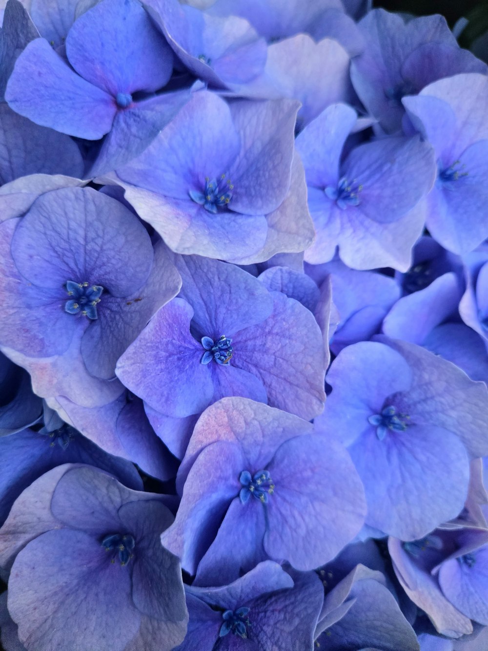 Close-up of blue and violet hydrangea blossoms